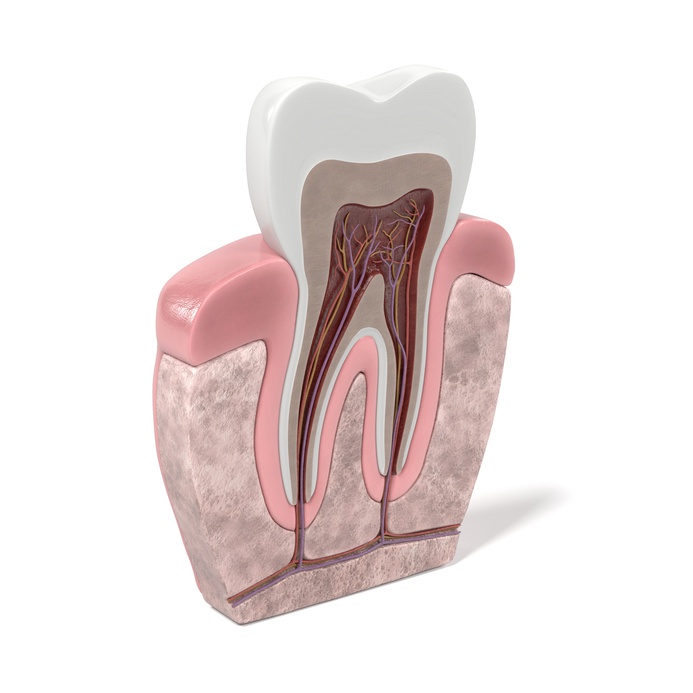 endodontie